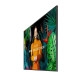 Monitor profesjonalny 50 cali QB50C LH50QBCEBGCXEN 