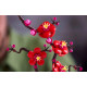 Klocki Botanicals 10369 Kwiat śliwy