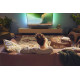 Soundbar 2.1 z bezprzewodowym subwooferem TAB5309/10