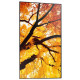 Monitor wielkoformatowy MultiSync M502 50 cali 550cd/m2 24/7